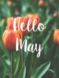 orange tulips with the words hello may