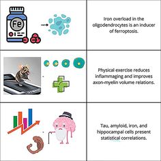 The specter of Alzheimer’s disease (AD), a progressive neurodegenerative disorder that erodes memory and cognitive function, looms large for many as they age. While scientists continue to search for a cure, growing evidence suggests that a simple yet powerful intervention – aerobic exercise – can play a significant role in both preventing and managing this […]