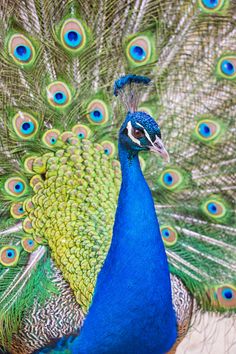 a peacock with its feathers spread out