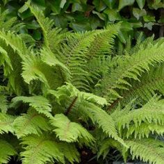 the green leaves of a fern plant are in front of some shrubbery and bushes