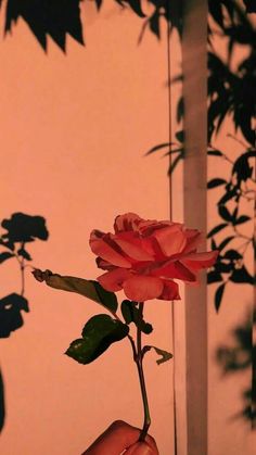 a person holding a pink rose in their hand