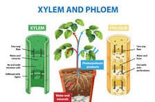 an image of plants and their functions in the plant life cycle, including xylem and phloem