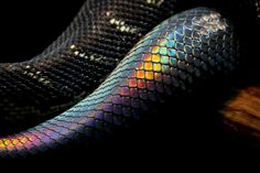 a close up view of a snake's skin with multicolored scales on it