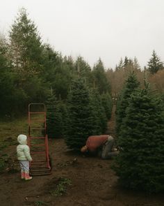 two people picking out christmas trees in the woods