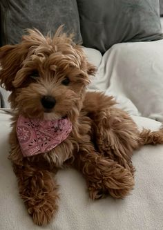 a small brown dog sitting on top of a bed