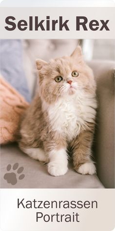 Das Bild zeigt eine junge Selkirk Rex Katze, die auf einem Sofa sitzt. Selkirk Rex Cat, Selkirk Rex