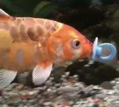 an orange fish with a blue ring in its mouth is standing on some rocks and gravel