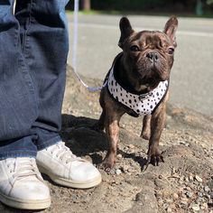 a small dog wearing a bandana standing next to a person's legs on the ground