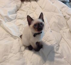 a siamese cat sitting on top of a white bed sheet looking at the camera