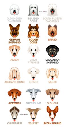 the different breeds of dogs are shown in this poster, which shows them's names