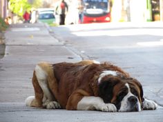 a large brown and white dog laying on the sidewalk