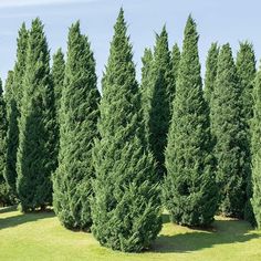 a row of trees in the middle of a field with grass and blue sky behind them