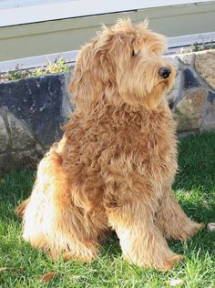 a shaggy brown dog sitting in the grass