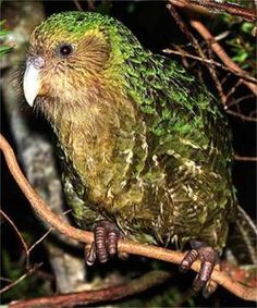 a green bird sitting on top of a tree branch