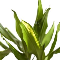 a close up view of a plant with green leaves