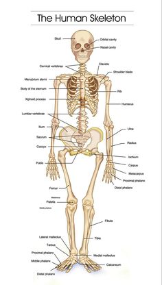 the human skeleton is shown with labels on each side and labeled in different parts, including the