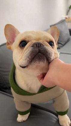 a small dog wearing a sweater being petted by someone's hand on top of a couch