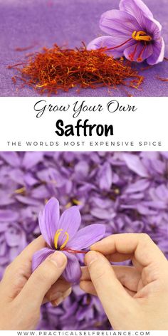 saffron flowers with the words grow your own saffron