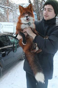 a man holding a red fox in the snow