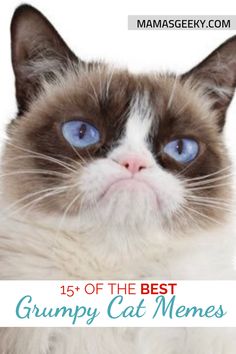 the grumpy cat meme has blue eyes and is looking at the camera