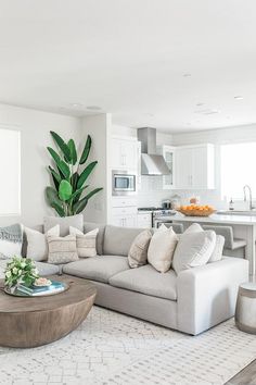 a living room filled with furniture and a large green plant in the middle of it