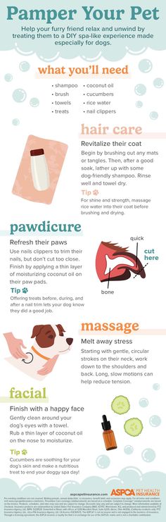 the benefits of pampering your pet info poster with instructions for how to use it