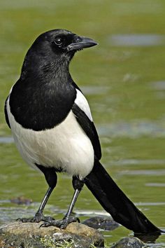 a black and white bird standing on rocks in the water