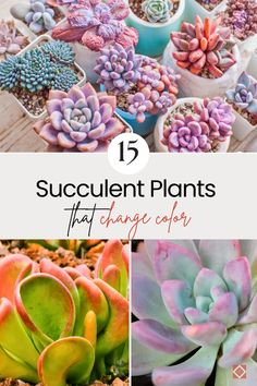 different types of succulent plants with text overlay that reads 15 succulent plants that change color