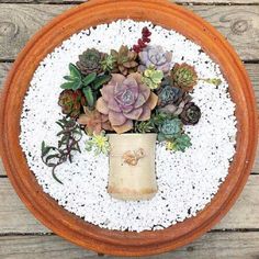 an arrangement of succulents and other plants in a vase