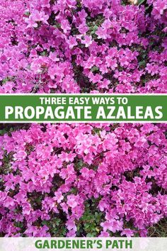 purple azaleas with text overlay that says three easy ways to propagate azaleas