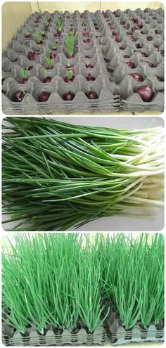 three pictures showing the different stages of growing onions and onions in plastic trays with green grass