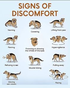 signs of discomfort Dog Remedies, What Kind Of Dog, Dog Health Tips, Helpful Things, Dog Information, Pet Ideas, Train Your Dog