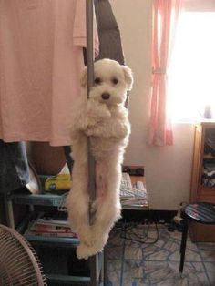 a small white dog hanging from a clothes line