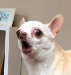 a small white dog standing in front of a mirror and looking up at the camera