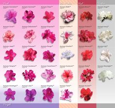 the different types of flowers are shown in this chart