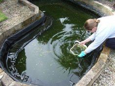 a woman in grey shirt holding a bucket and watering water into a large pond filled with green algae