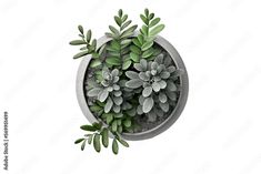 Plant in a gray pot, isolated design element, top view / flat, botanical ilustração do Stock | Ad... Plant Top View Png, Coffee Table Top View, Plant Top View, 2d Furniture, Png Top, Green Coffee Tables, Tree Interior, Rendered Floor Plan