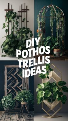 some green plants are hanging on the wall and there is text that reads diy pothos trellis ideas