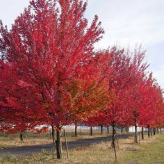 a row of trees with red leaves on them