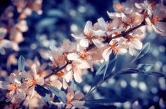 some white and orange flowers on a branch