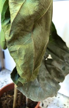 a close up of a leafy plant in a pot