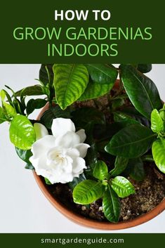 a potted plant with white flowers and green leaves in it that says how to grow gardenias indoors