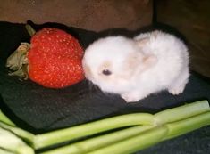 a small white rabbit sitting next to a strawberries and celery stalks on a black surface