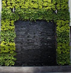 a wall covered in green plants next to a fire hydrant