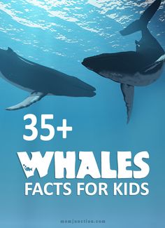 two whales swimming in the ocean with text that reads, 35 + whale's facts for kids