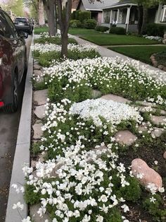 𝒫𝒾𝓃: 𝑔𝑜𝓁𝒹𝓈𝒽𝑜𝓇𝓉𝓎 💌 Sidewalk Rock Landscaping, Parking Strip Landscaping Ideas, Road Verge Landscaping, Vinca Flowers Front Yards, Park Strip Landscaping Utah, Park Strip Landscaping Ideas, Easement Landscaping Ideas, Hell Strip Landscaping, Parking Strip Landscaping