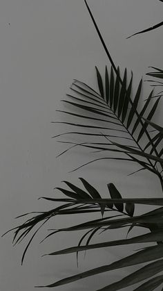 black and white photograph of palm leaves in the fog