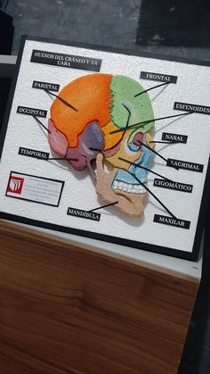 HUESOS | CRÁNEO | CARA Project Biology Ideas, Science Exhibition Decoration Ideas, Science Project Models Ideas, Biology Models Projects Ideas, Science Models School Projects, Biology Project Ideas, Biology Models, Biology Model, Human Body Systems Projects