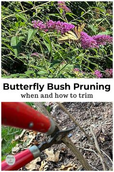 the butterfly bush pruning is an easy and fun way to get rid of weeds