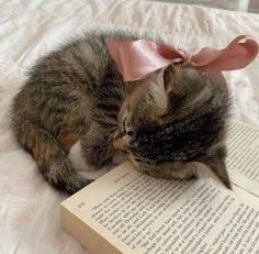 a small kitten laying on top of an open book with a pink ribbon around its neck